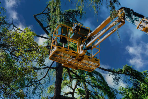 How Our Tree Care Process Works  in Sunny Isles Beach, FL